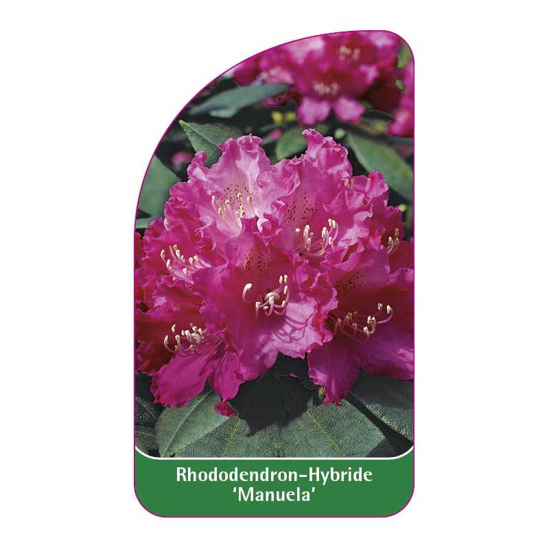 rhododendron-manuela-1