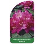 rhododendron-manuela-1