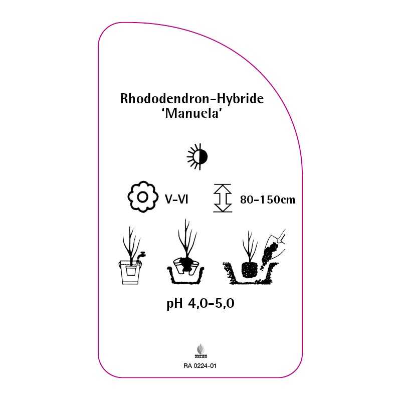rhododendron-manuela-0