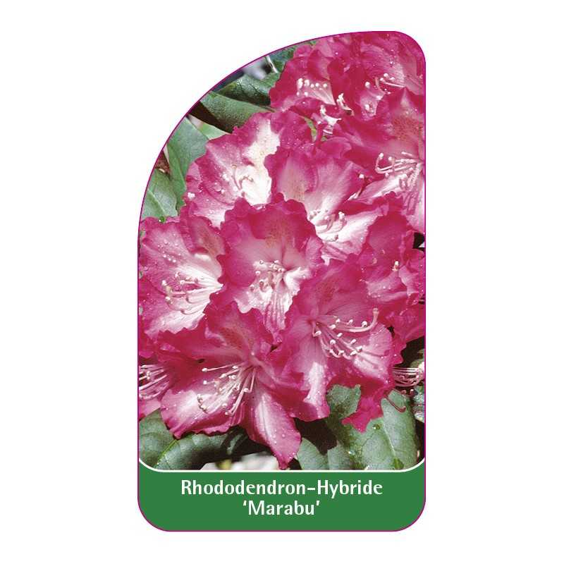 rhododendron-marabu-1