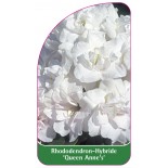 rhododendron-queen-anne-s-1