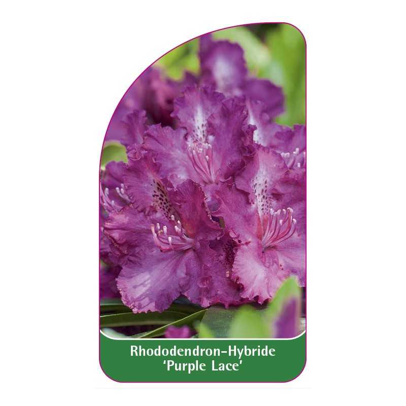 rhododendron-purple-lace-1