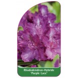 rhododendron-purple-lace-1