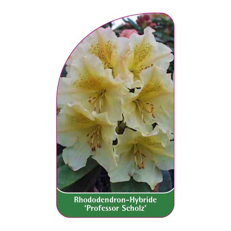 rhododendron-professor-scholz-1