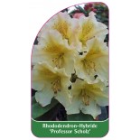 rhododendron-professor-scholz-1