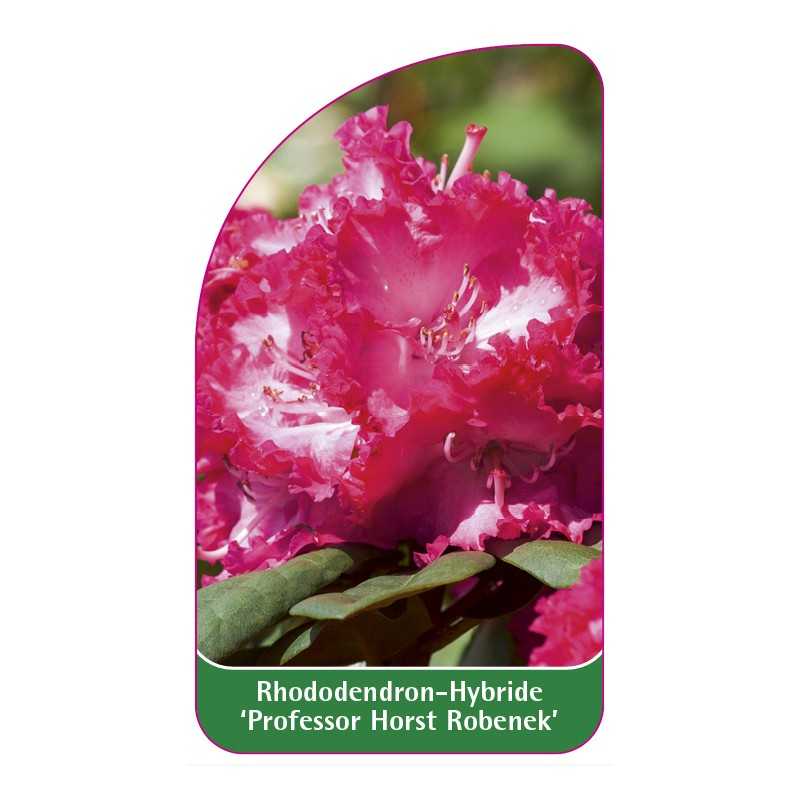 rhododendron-professor-horst-robenek-1