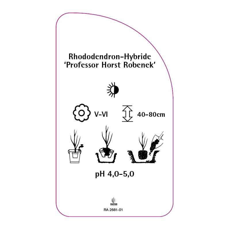 rhododendron-professor-horst-robenek-0