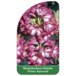 rhododendron-prince-karneval-1
