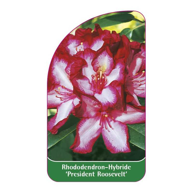 rhododendron-president-roosevelt-1