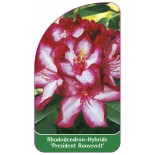rhododendron-president-roosevelt-1