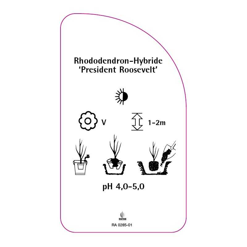 rhododendron-president-roosevelt-0