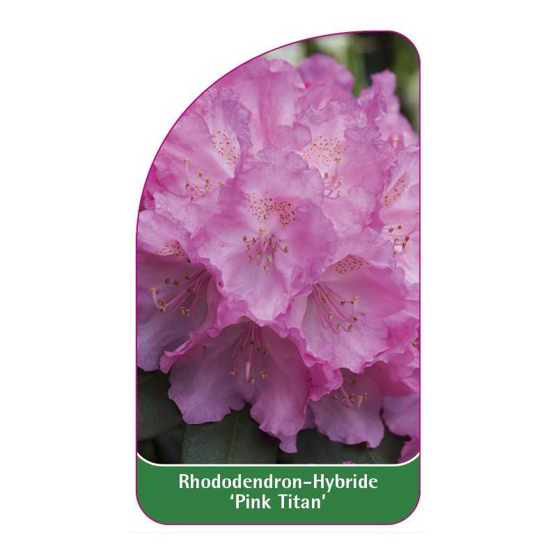 rhododendron-pink-titan-1