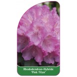 rhododendron-pink-titan-1