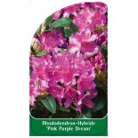 rhododendron-pink-purple-dream-1