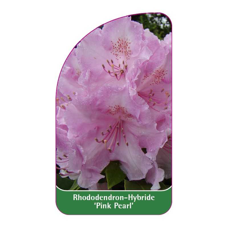 rhododendron-pink-pearl-1