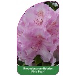 rhododendron-pink-pearl-1