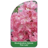rhododendron-pink-lady-1