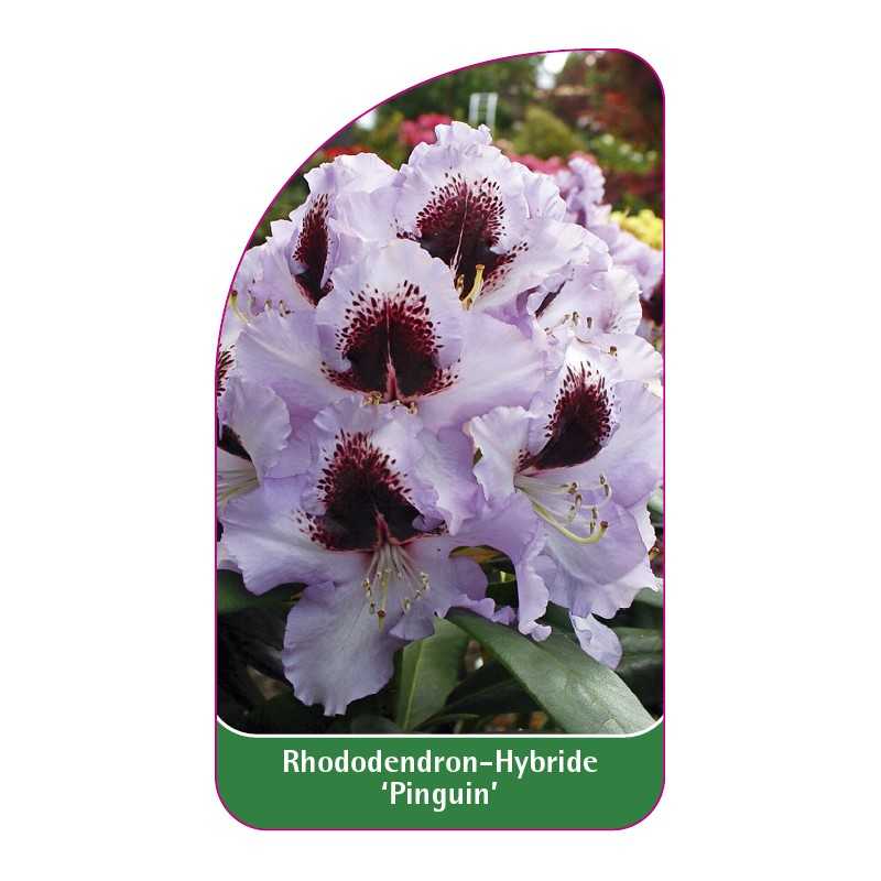 rhododendron-pinguin-1