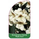 rhododendron-phyllis-korn-1