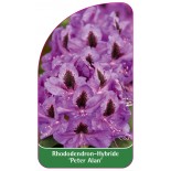 rhododendron-peter-alan-1