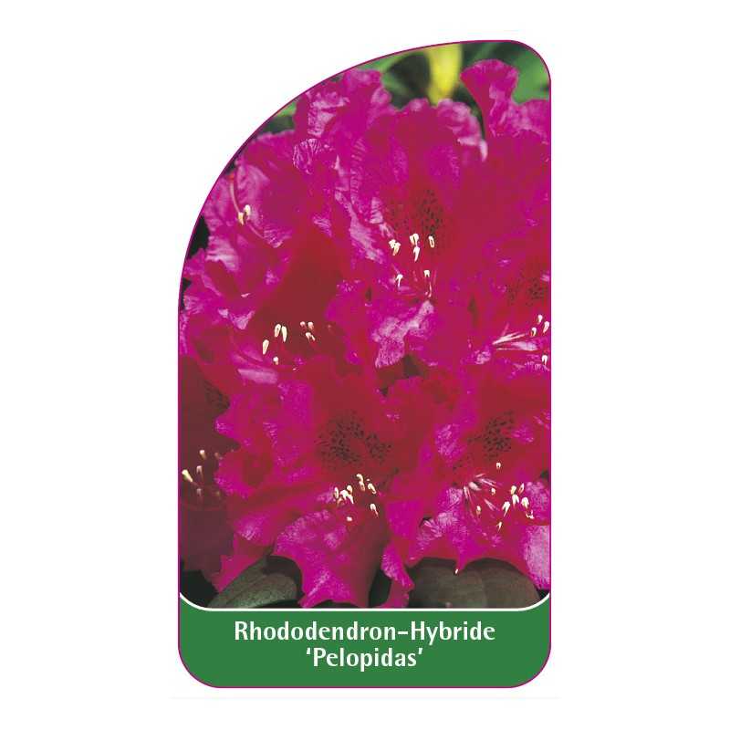 rhododendron-pelopidas-1