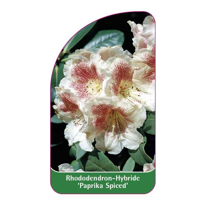 rhododendron-paprika-spiced-1