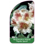rhododendron-paprika-spiced-1