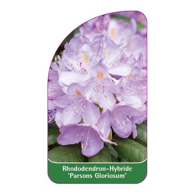 rhododendron-parsons-gloriosum-1
