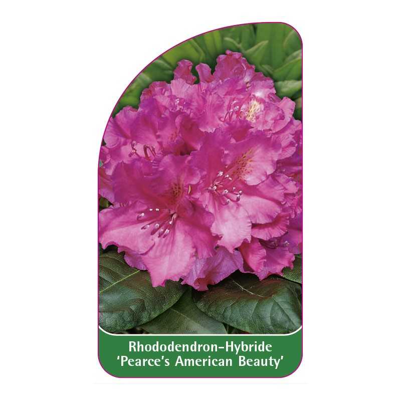 rhododendron-pearce-s-american-beauty-1