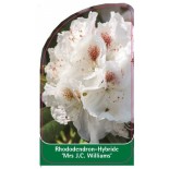 rhododendron-mrs-jc-williams-1