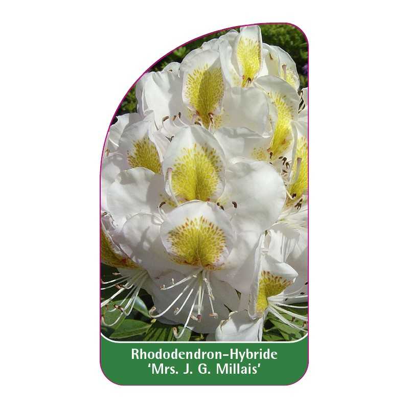 rhododendron-mrs-jg-millais-1