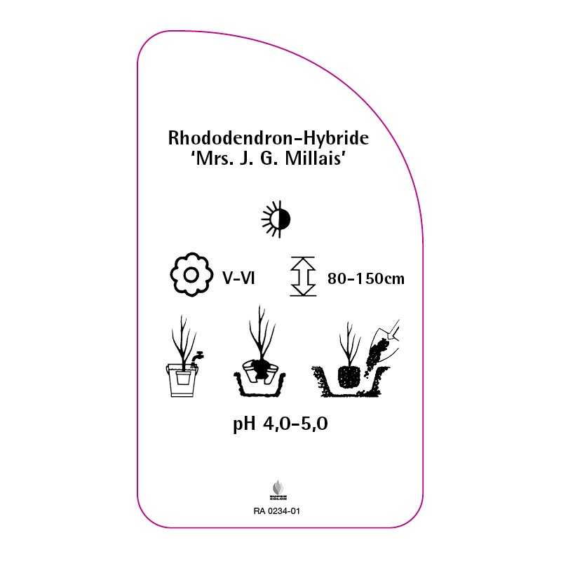rhododendron-mrs-jg-millais-0