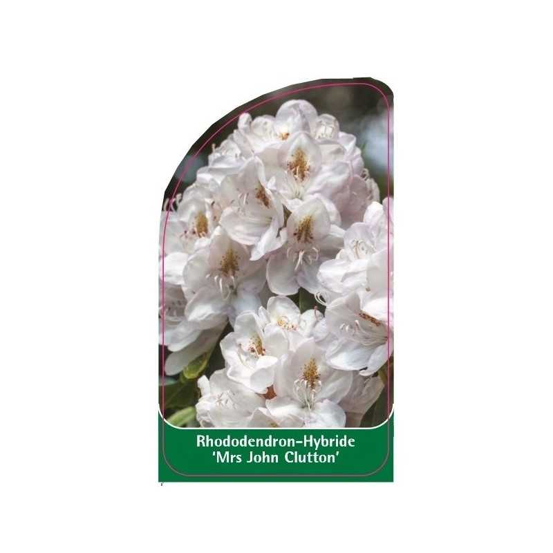 rhododendron-mrs-john-clutton-1