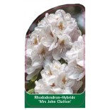 rhododendron-mrs-john-clutton-1