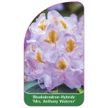 rhododendron-mrs-anthony-waterer-b1