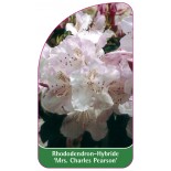 rhododendron-mrs-charles-e-pearson-1