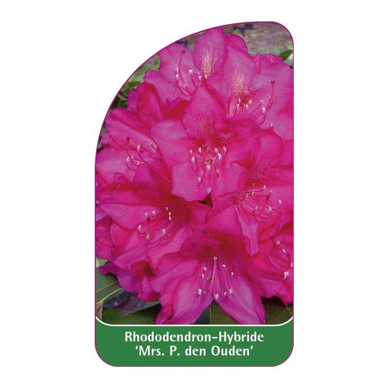rhododendron-mrs-p-den-ouden-1