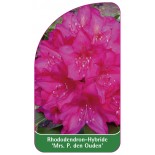rhododendron-mrs-p-den-ouden-1
