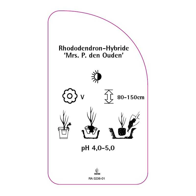 rhododendron-mrs-p-den-ouden-0