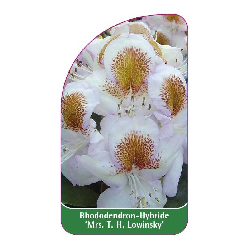 rhododendron-mrs-th-lowinsky-1