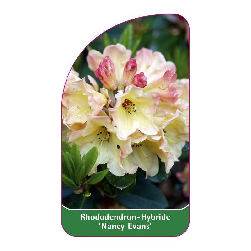 rhododendron-nancy-evans-1