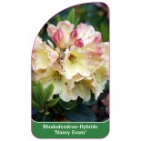 rhododendron-nancy-evans-1