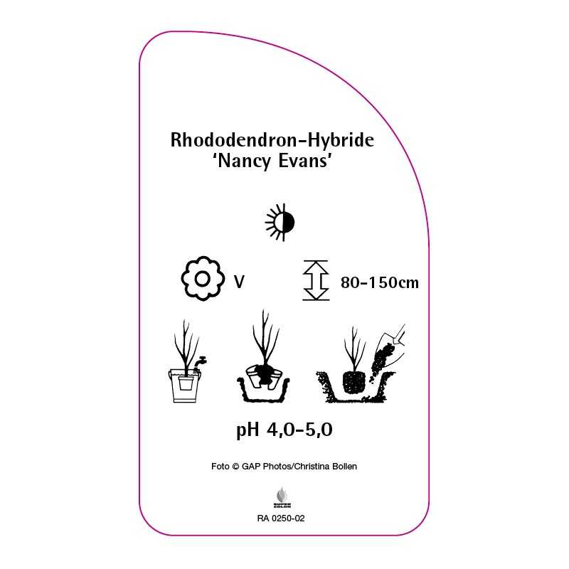 rhododendron-nancy-evans-0