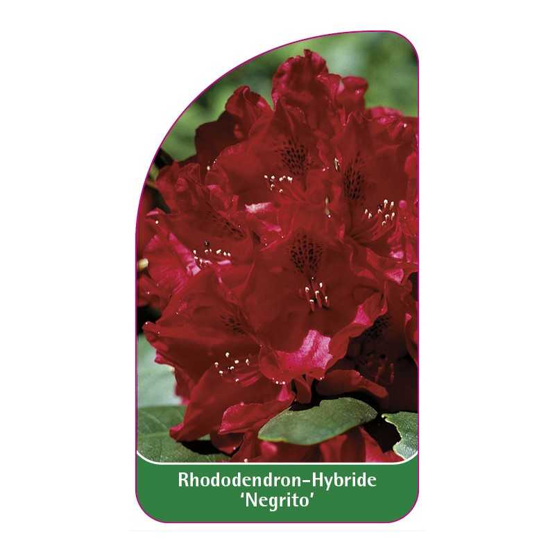 rhododendron-negrito-1