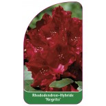 rhododendron-negrito-1