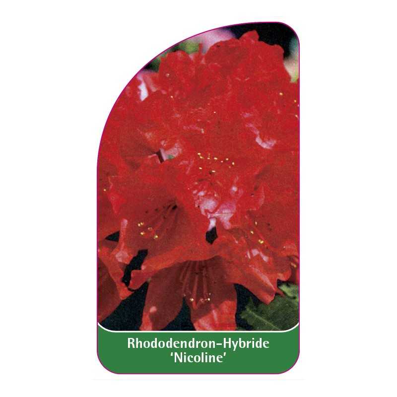 rhododendron-nicoline-1