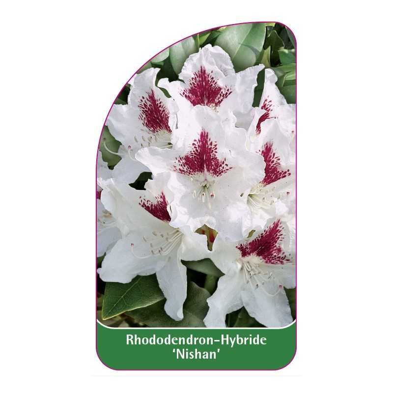 rhododendron-nishan-1