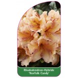 rhododendron-norfolk-candy-1
