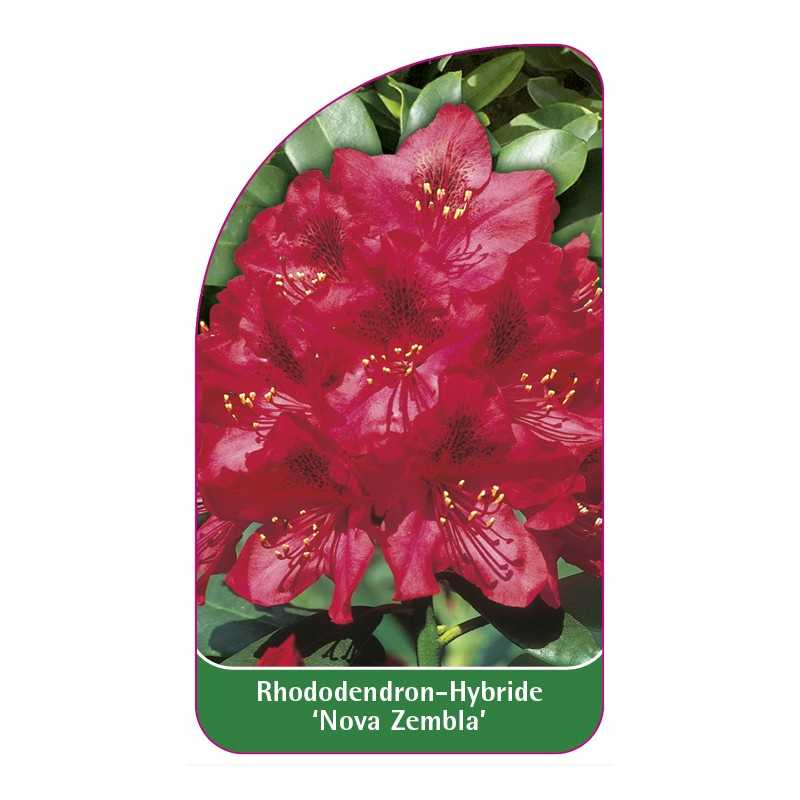 rhododendron-nova-zembla-1