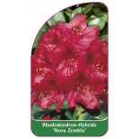 rhododendron-nova-zembla-1